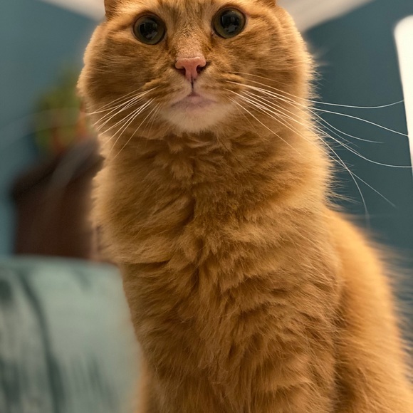 Meet your Posher, Nicole - Picture 5 of 16